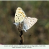 lycaena tityrus copula daghestan2